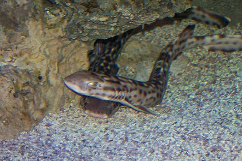 Coral catshark